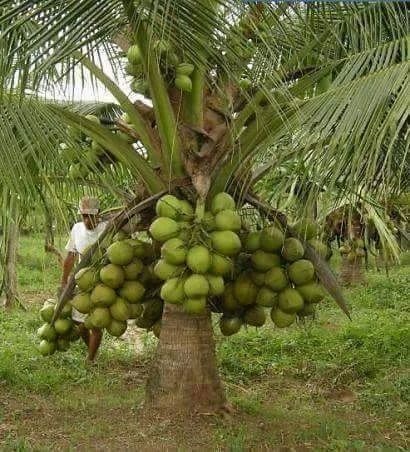 coconut estcost 500x500.jpg