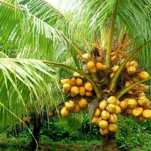 dwarf green coconut plant.jpg