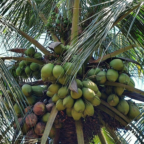 2 year coconut hybrid plant.jpg