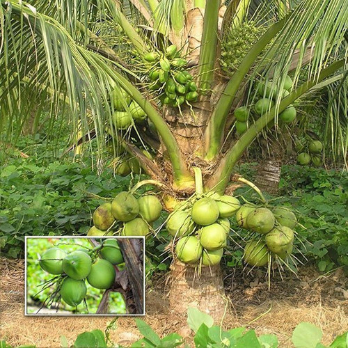 coconut tree plant.jpg