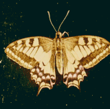 2DBD9646 65F9 45BC A39D 2DC4A9DA3761.gif