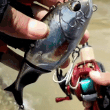 IMG 2520.gif