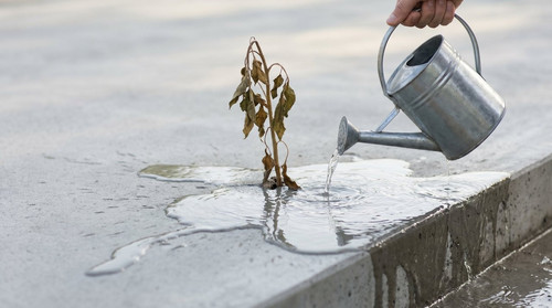 Planta marchita regada sobre cemento: el agua no penetra y se escurre, analogia del foliculo bloqueado