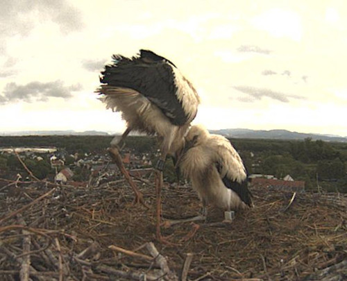 MWSnap513.jpg