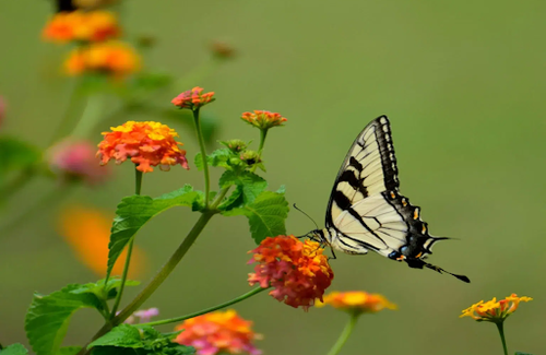 Beautiful Butterfly Release For Memorial Service Celebration Today.png