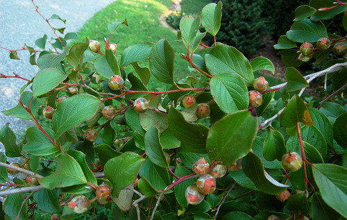 1280px Japanese Stewartia Branch Stewartia pseudocamellia 3000px.jpg