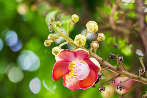 robus shorea 31422229.jpg