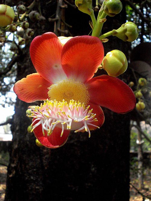 Canon Ball Flower2.jpg