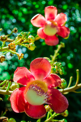 shorea robusta sal flowers beautiful flower green bokel background cannonball tree 97656388.jpg