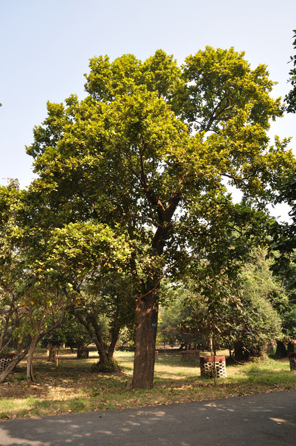 Acharya Jagadish Chandra Bose Indian Botanic Garden Howrah 2011 01 08 9797.jpg