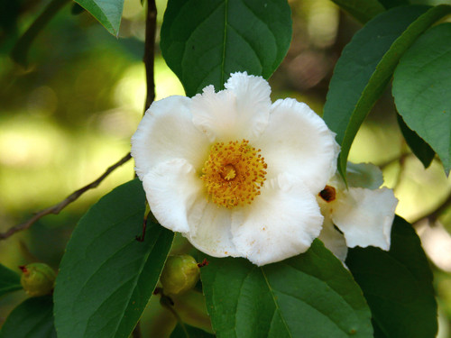 Stewartia pseudocamellia var koreana 2832724786.jpg