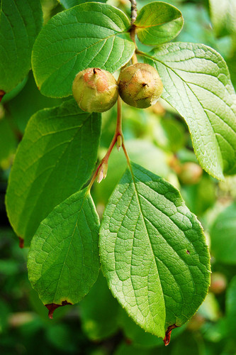 800px Japanese Stewartia Leaf Cluster Stewartia pseudocamellia 2000px.jpg