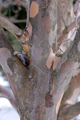 800px Japanese Stewartia Stewartia pseudocamellia Branches 2000px.jpg