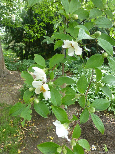 24838 p2290728.jpg