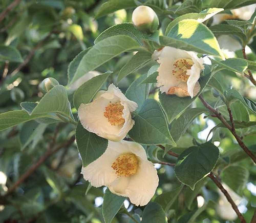 choosing shrubs for your yard 9.jpg