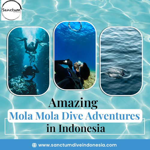 Amazing Mola Mola Dive Adventures in Indonesia.jpg