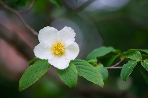 Stewartia pseudocamellia var pseudocamellia 9114911072.jpg