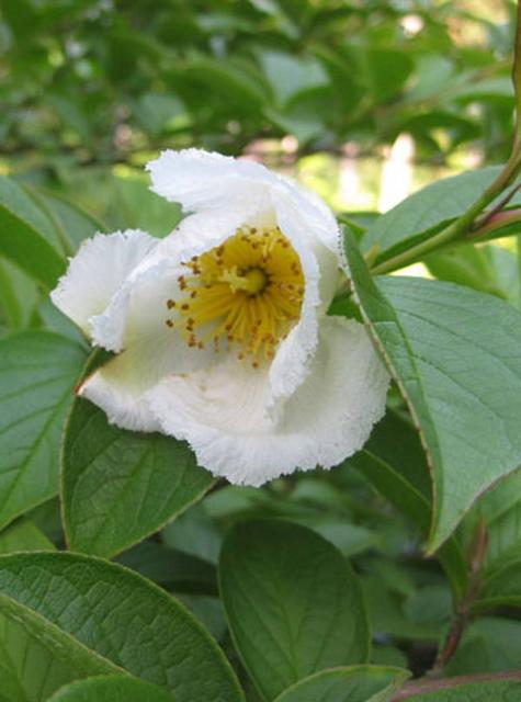 stewartia ojussila preview.jpg