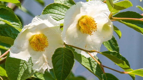 Japanese Stewartia.jpg