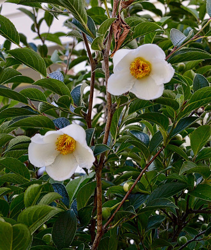 Japanese Stewartia 3 web.jpg
