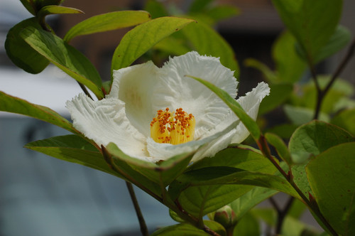 Stewartia pseudocamellia 02.jpg