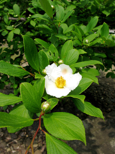Stewartia pseudocamellia 03.jpg