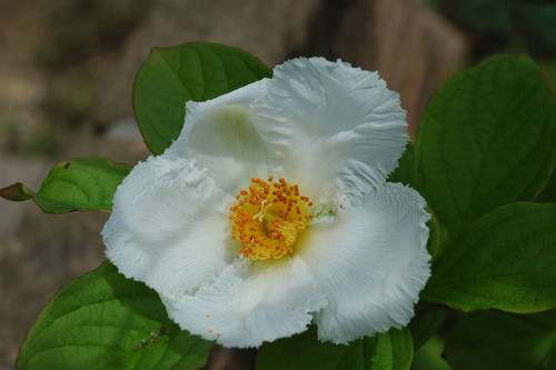 1200px Stewartia pseudocamellia 01.jpg