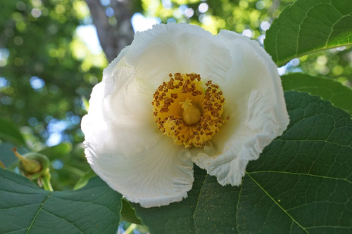 Stewartia pseudocamellia 11440 A Schissler.jpg