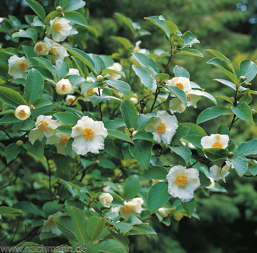 stewartia pseudocamellia maxim theaceae scheinkamellie 1.jpg