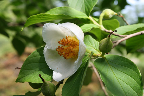 Stewartia pseudocamellia 3.jpg