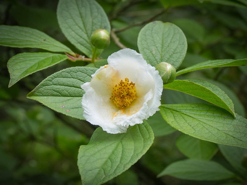 stewartia pseudocamellia sanda kateley.jpg