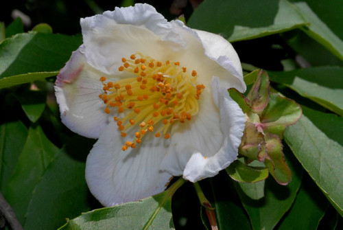Stewartia rostrata7.jpg