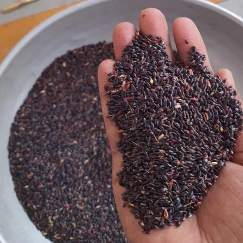 Super Napier Grass Seeds for Cattle High Yield Hybrid Multi Cut Grass SRI SAI FORESTRY 275359942.jpg