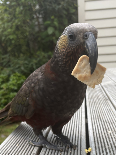 Bird 1