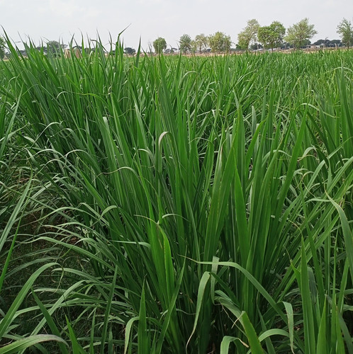 sandhu s super napier grass seed farm sri ganganagar rajasthan seed retailers v30mwn2jc3.jpg