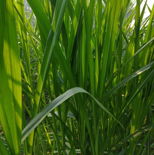 napier grass cultivation methods and nutritional properties 1 introduction of grass varieties 2 nutr.jpg