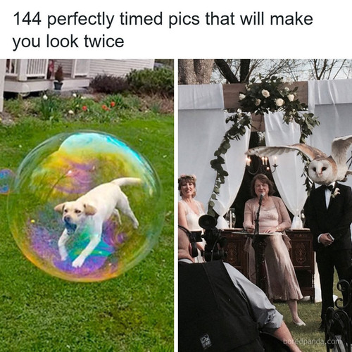 funny perfectly timed photos taken right moment.jpg