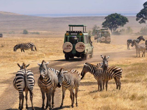 Best Africa Safari Tour Packages for an Unforgettable Wildlife Adventure.jpg