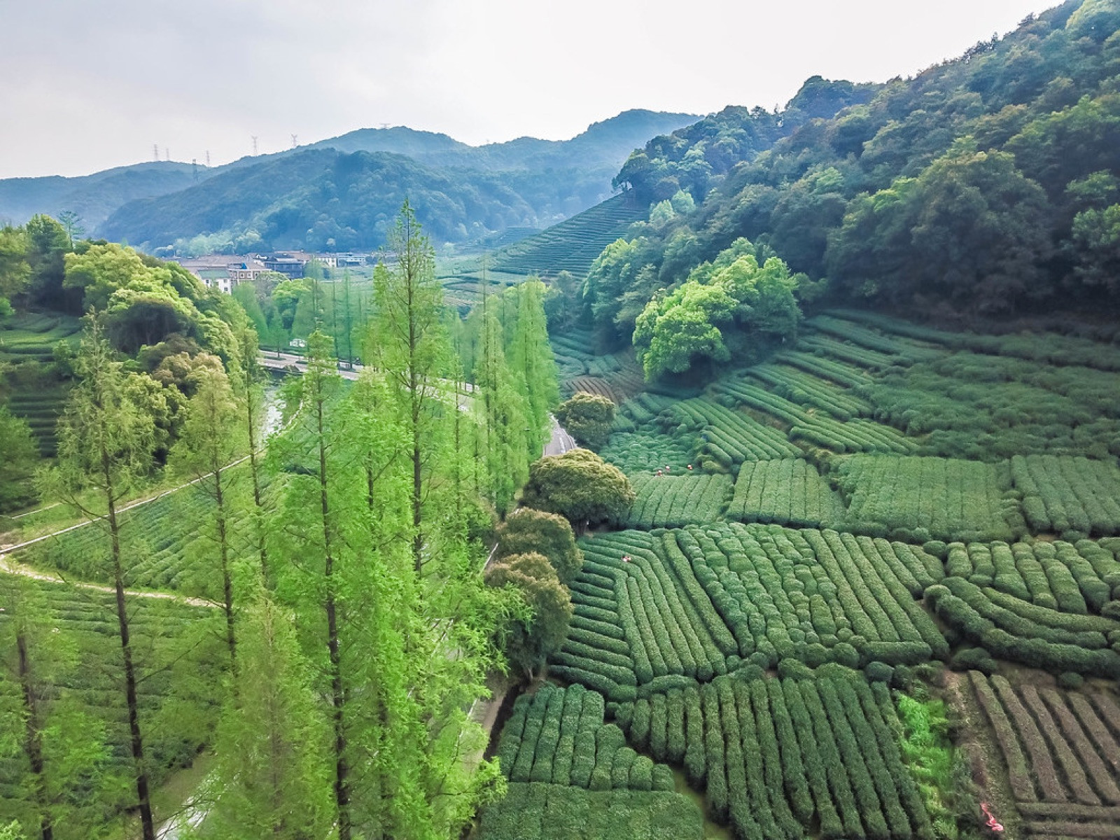 Longjing tea bushes on terraced hills with a few small traditional buildings in the distance