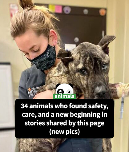 abandoned animals saved stories the animal rescue site part 2.jpg