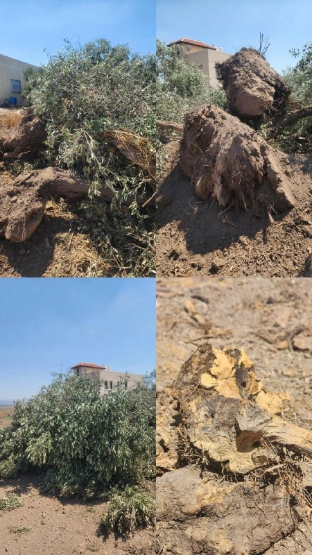 صورة الخبر