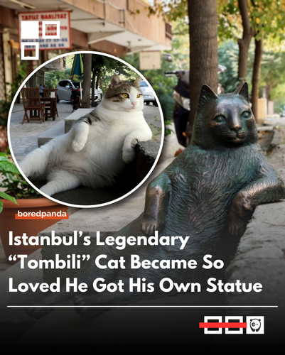 Tombili.png