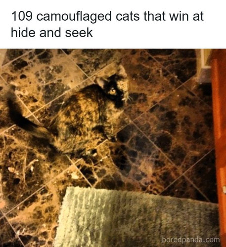 camouflaged cats.jpg