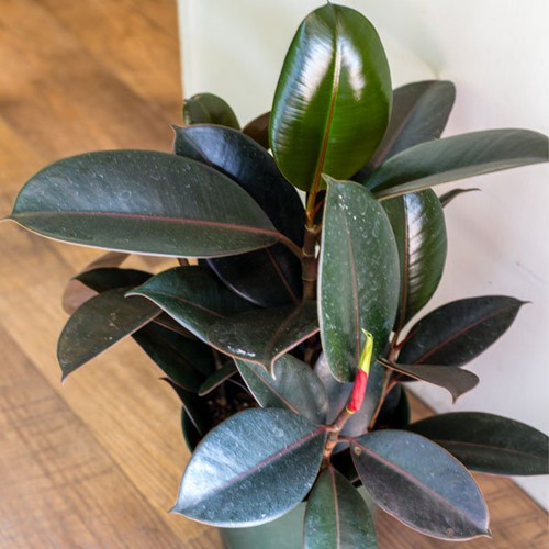 Ficus elastica Burgundy Rubber Plant.jpg