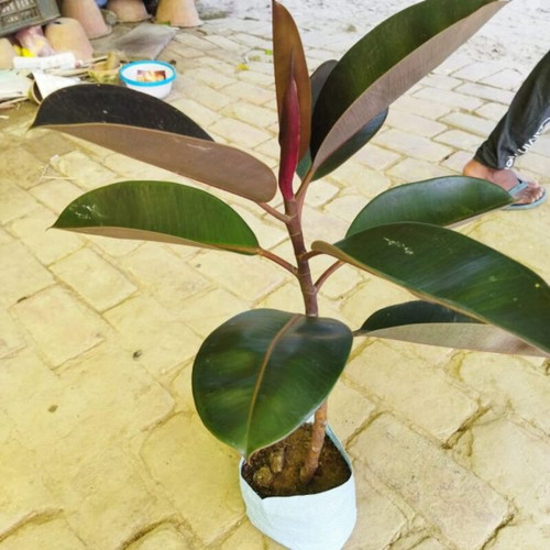 red banyan rubber live plant.jpg