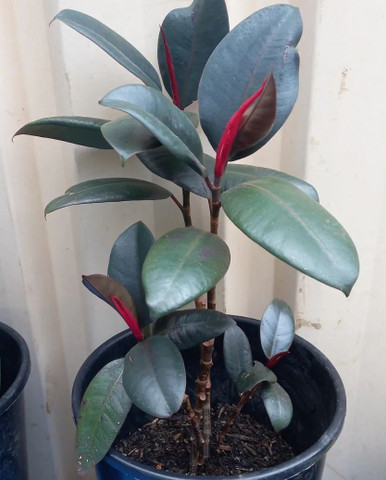 yes perennial yes live rubber plant for indoor home decoration original imagc6ubdhfmhvrh.jpg
