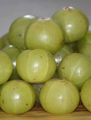 10 gooseberry seed semina vita original imahejfgtkngxsyr.jpg
