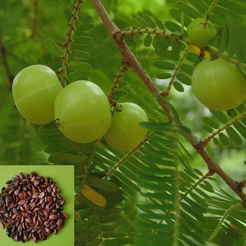 50 organic seeds of dwarf verity amla indian gooseberry hybrid original imahhfs2wgwtgnqq.jpg