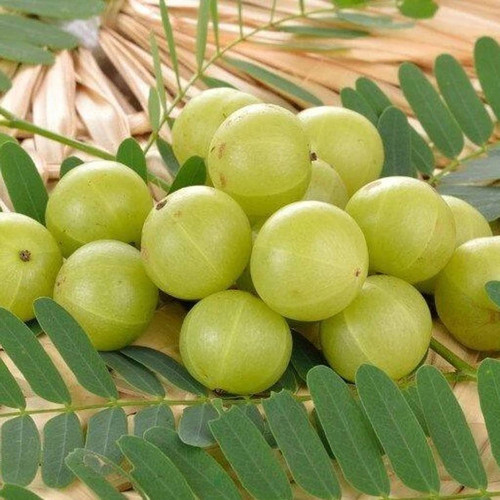 44 gooseberry seeds msg original imagzz54pwdqdvfy.jpg