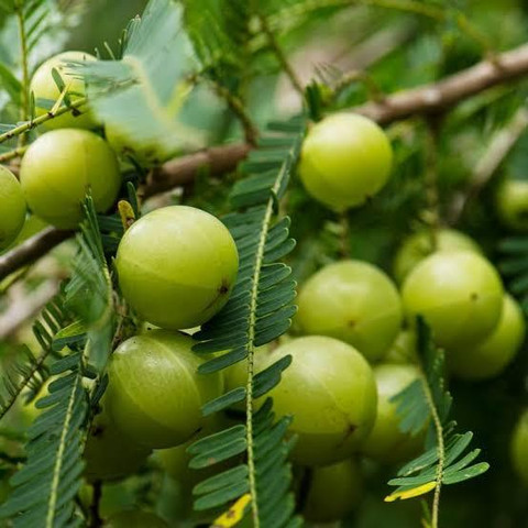 100 02 amla arshiayat original imagvyz7tcw9mr93.jpg